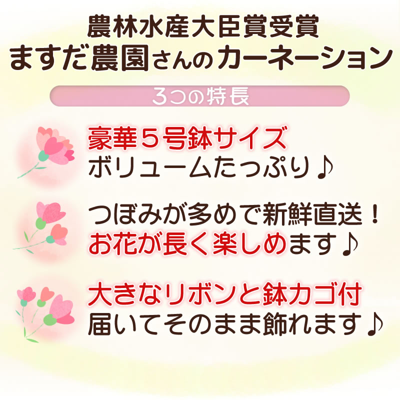 カーネーション３つの特長