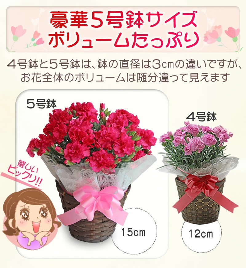 母の日ギフト カーネーション 5号鉢花＆選べるサプライズセット 送料