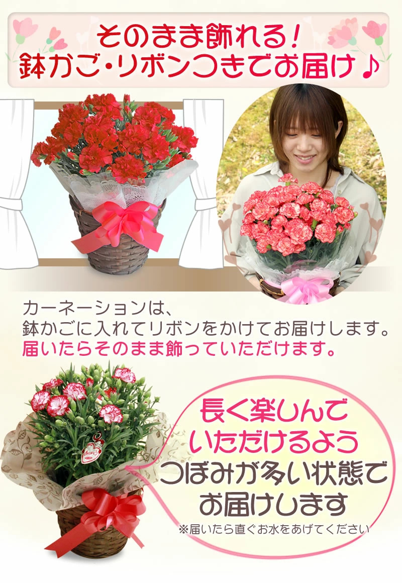 母の日ギフト カーネーション 5号鉢花＆選べるサプライズセット 送料