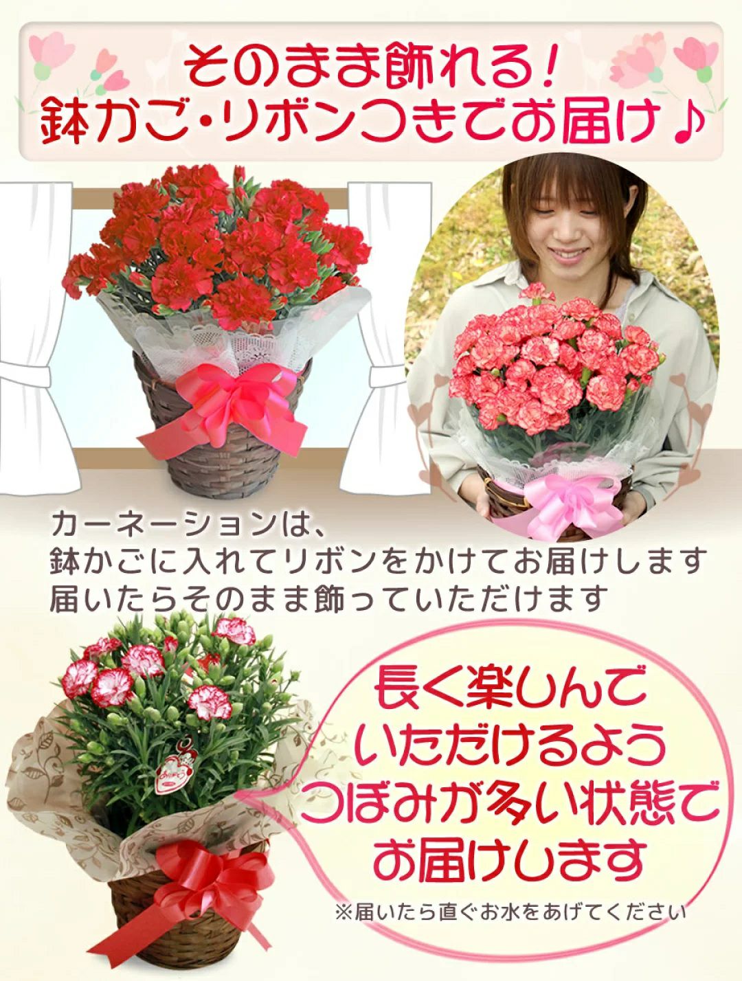 母の日 カーネーション5号鉢 ＋ 栗きんとん4個入り 送料無料 JP
