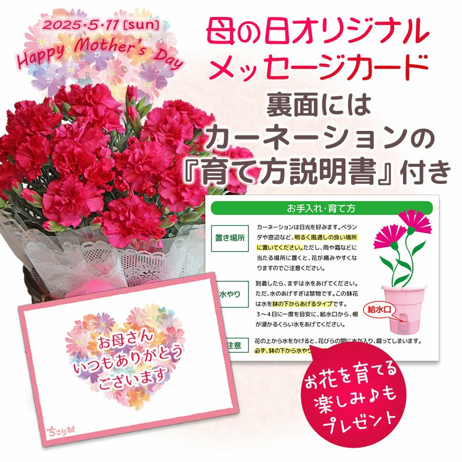 母の日ギフトカーネーション 5号鉢＆栗きんとん生食パン1斤送料無料